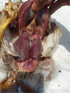 Penyakit e-colli pada ayam