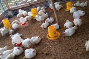 Obat Ayam Ngorok Herbal dan Pabrikan