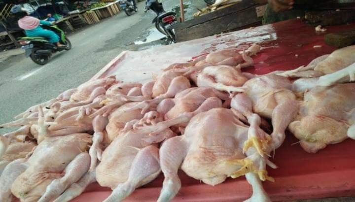 Harga ayam potong 1 kg hari ini 2021