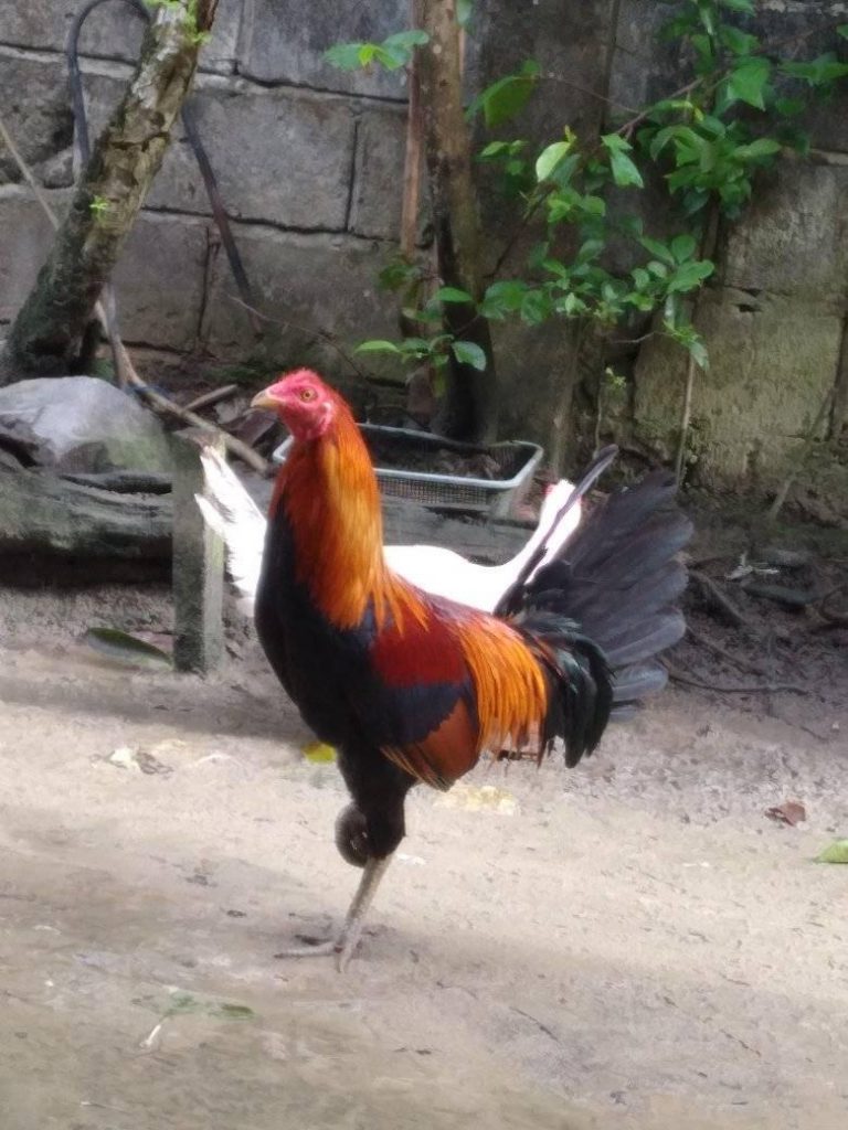 ternak ayam joper kampung super cemani bangkok magelang jawa tengah