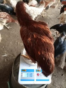10 Langkah Ternak Ayam Joper