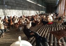 10 Langkah Ternak Ayam Joper
