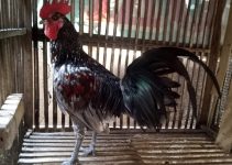 Ayam Ketawa Asli Indonesia