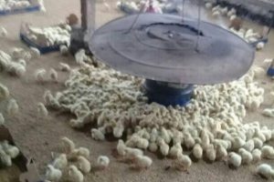 Efek Ayam Broiler Kedinginan