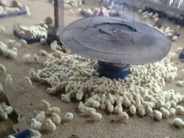 Efek Ayam Broiler Kedinginan