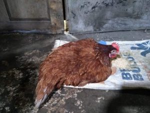 Penyebab Ayam Petelur Tidak Mau Bertelur (3)