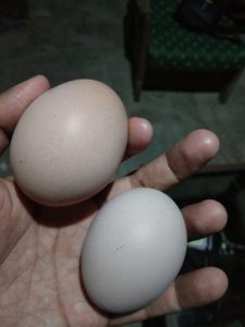 Perbedaan Telur Putih dan Coklat