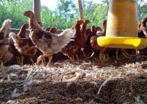 3 Strain Ayam Petelur Di Indonesia