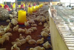 Cara Menghitung Konsumsi Pakan Ayam Broiler