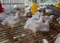 Harga Ayam Broiler Hari Ini