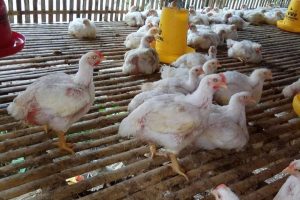 8 Perbedaan Ayam Broiler Jantan dan Betina