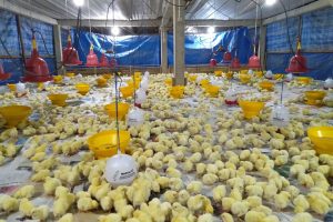 10 Strain Ayam Broiler di Indonesia