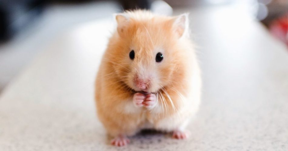 Ternak Hamster