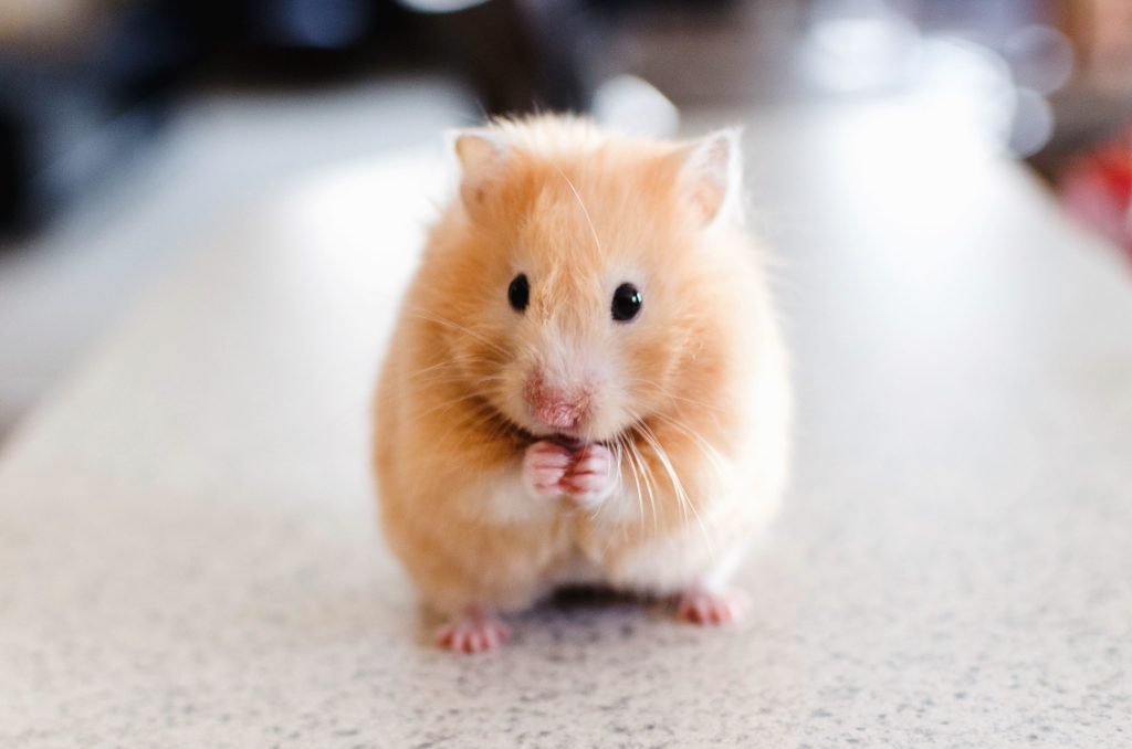 Ternak Hamster