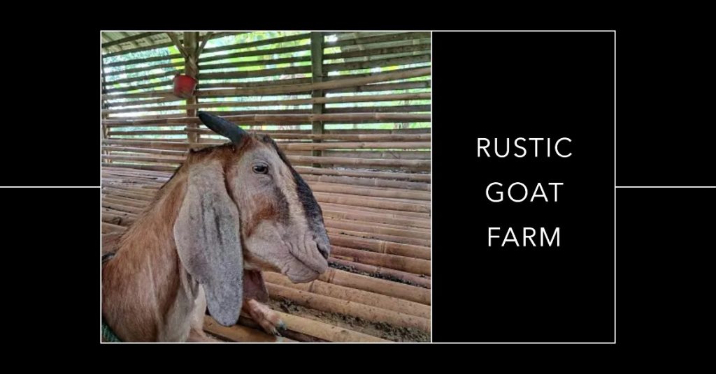 cara ternak kambing