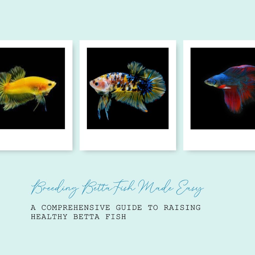 Cara Ternak Ikan Cupang