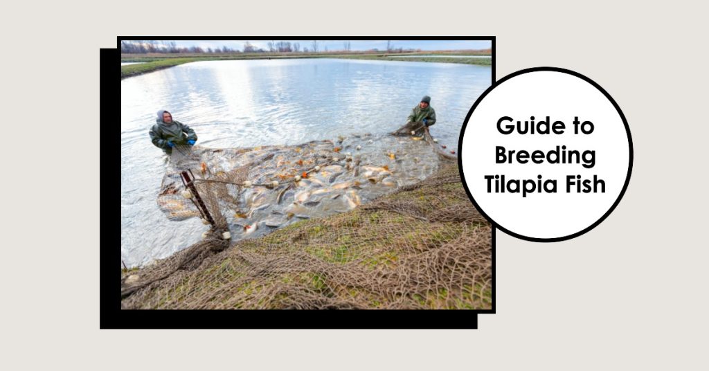cara ternak ikan nila