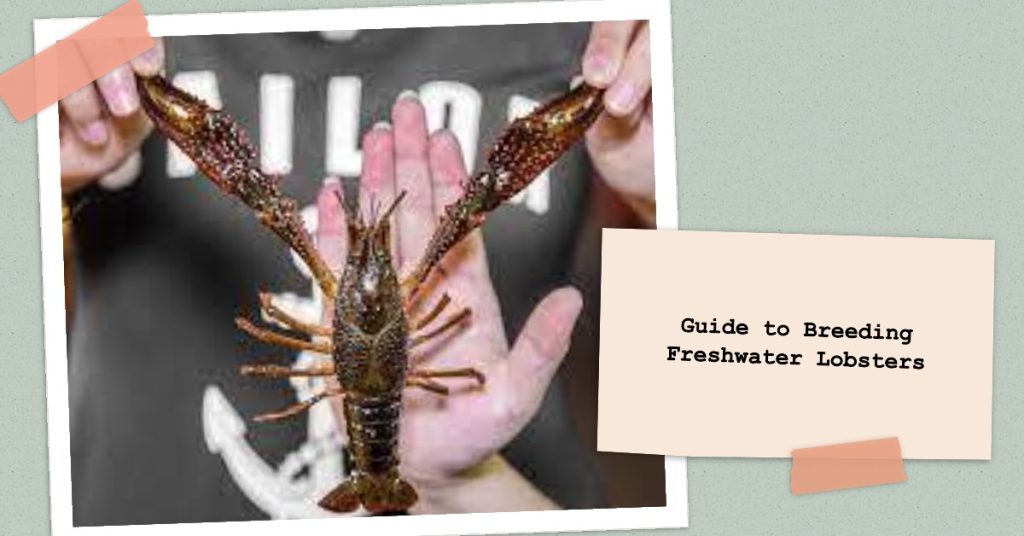 Cara Ternak Lobster Air Tawar