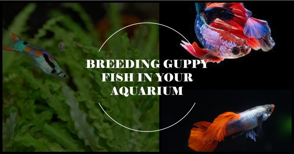 Cara Ternak Ikan Guppy
