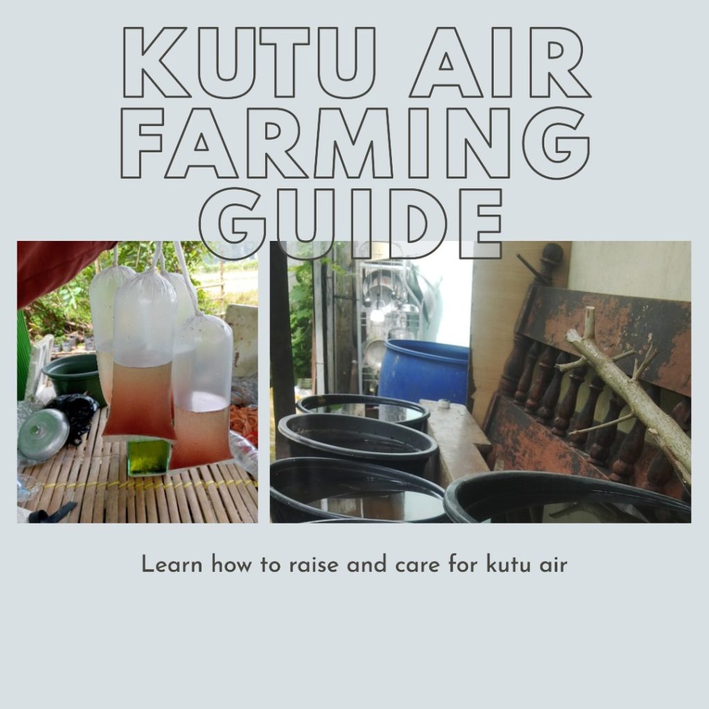cara ternak kutu air