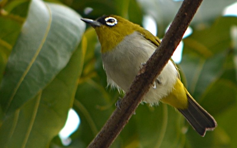budidaya burung pleci