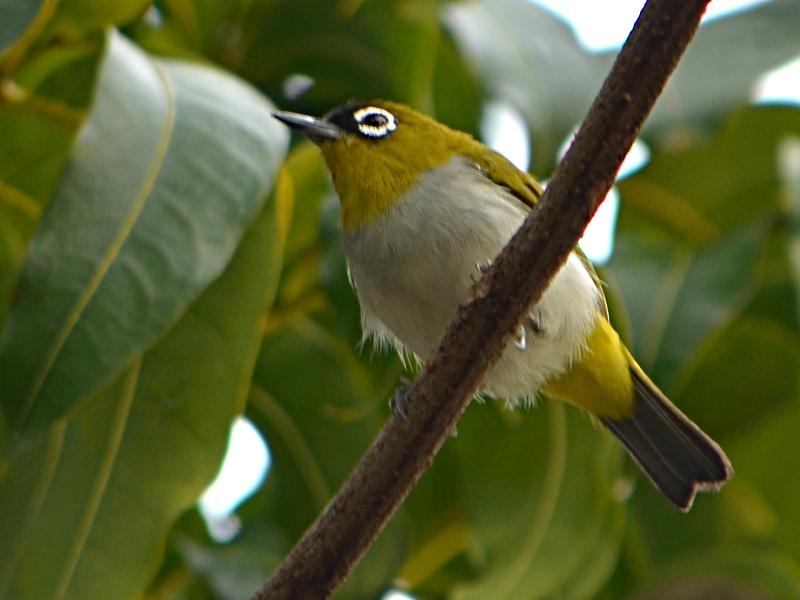 budidaya burung pleci