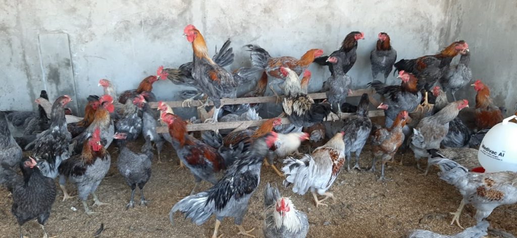 ternak ayam kub