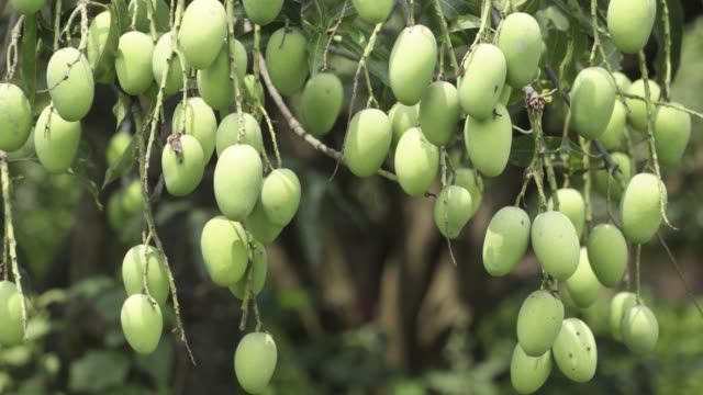 Cara Budidaya Mangga