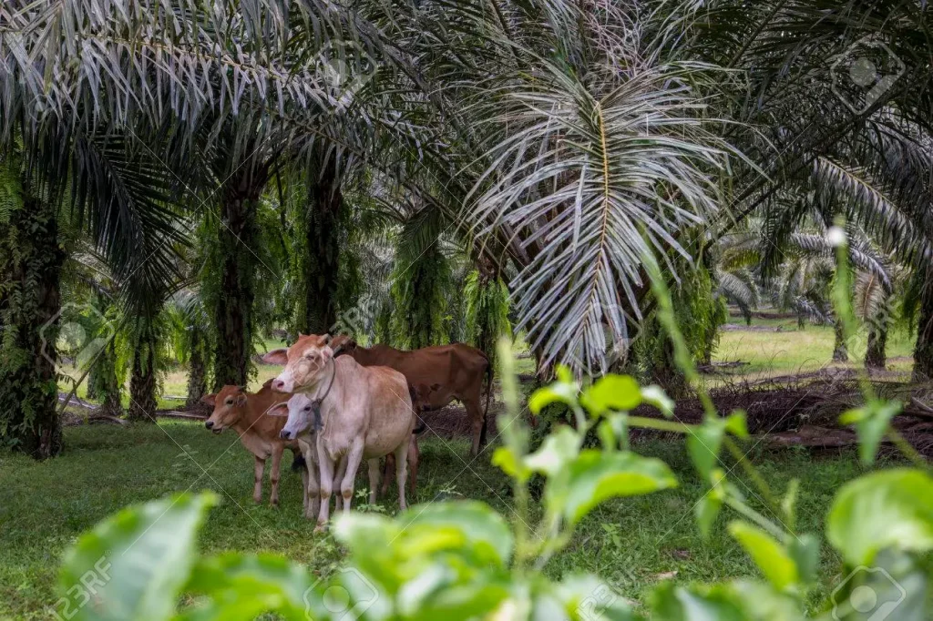 Integrasi Kelapa Sawit dan Peternakan