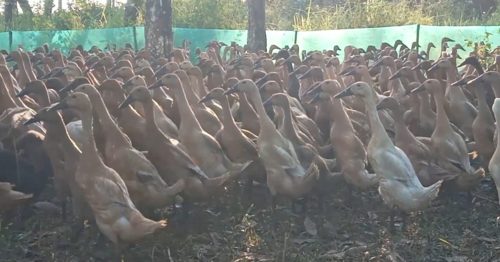 itik mojosari