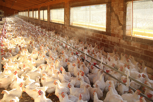 Teknologi dalam Peternakan Ayam