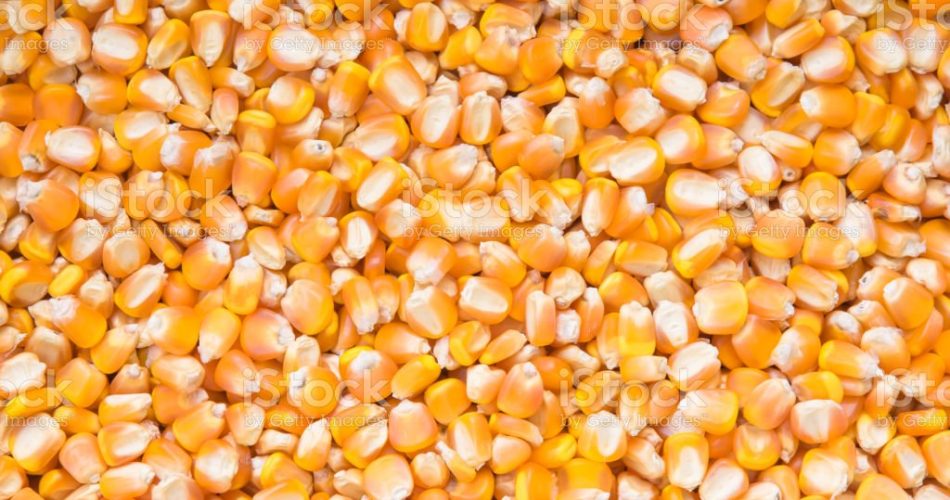 jagung sebagai pakan ternak