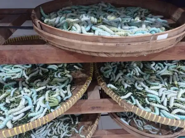 ulat sutra