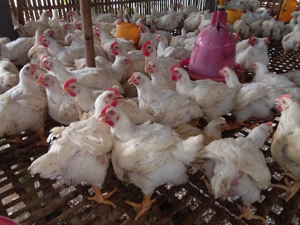 Stres pada Ayam
